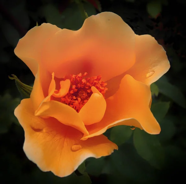 Orange Flower Close — Stock Photo, Image