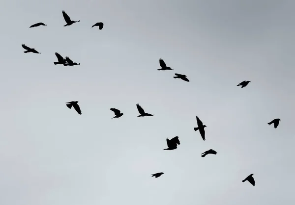 Corvi Che Volano Cielo Fuoco Selettivo — Foto Stock