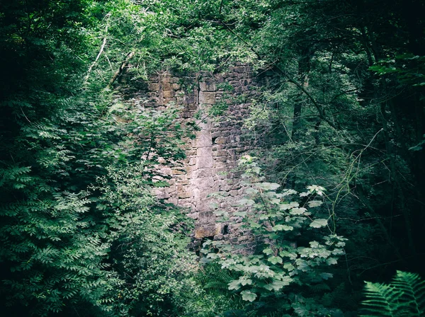 Stará Cihlová Zeď Lese — Stock fotografie