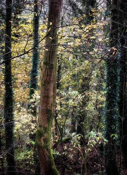 Vista Panoramica Della Foresta Attenzione Selettiva — Foto Stock