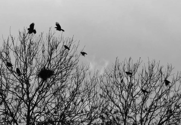 Cuervos Volando Sobre Árboles Enfoque Selectivo — Foto de Stock