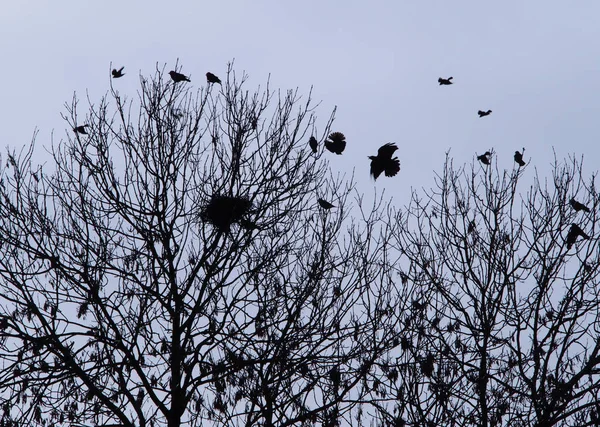 Cuervos Volando Sobre Árboles Enfoque Selectivo — Foto de Stock