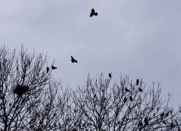 Corvos Voando Sobre Árvores Foco Seletivo — Fotografia de Stock