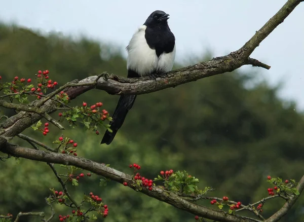 Pájaro Urraca Eurasiático Encaramado Rama Del Espino —  Fotos de Stock