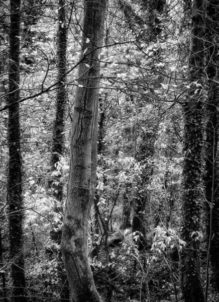 Vista Panorâmica Floresta Preto Branco — Fotografia de Stock