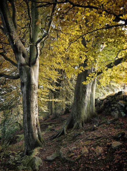 Naturskön Utsikt Över Skogen Selektivt Fokus — Stockfoto