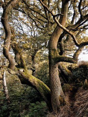ancient twisted beech trees in steep hillside woodland with moss covered branches and old stone wall with dense undergrowth clipart