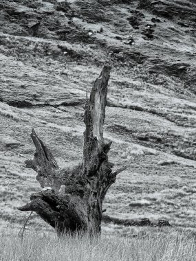 old broken dead tree trunk infant of rugged rough pennine hillside landscape  clipart