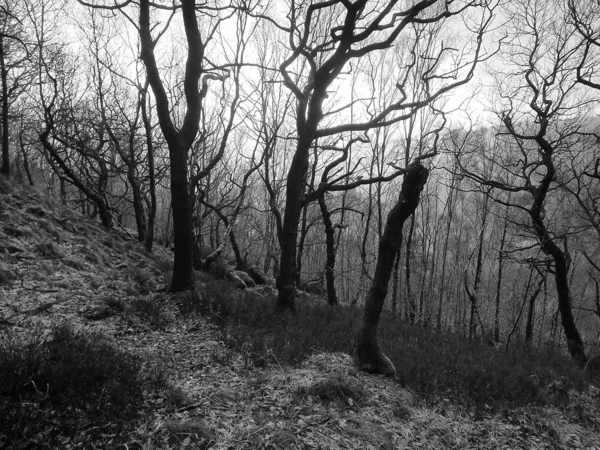 Foresta Invernale Pendio Con Alberi Scuri Ritorti Retroilluminati Contro Luce — Foto Stock