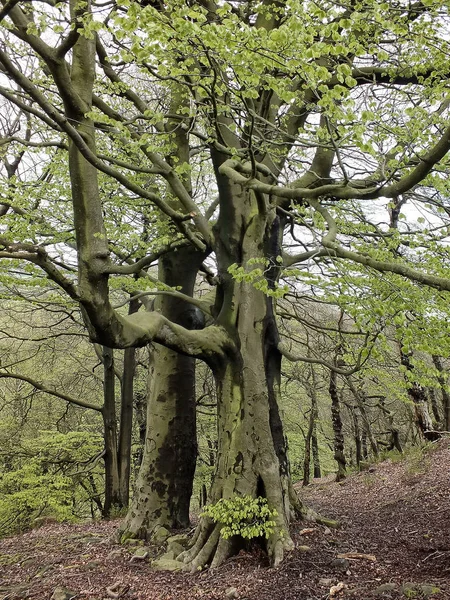 Große Alte Stattliche Buchen Mit Leuchtend Grünen Frühlingsblättern Moosbewachsene Rinde — Stockfoto