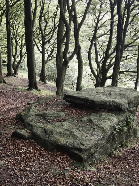 平坦的巨石在森林山坡背景与高大的山毛树对光 — 图库照片