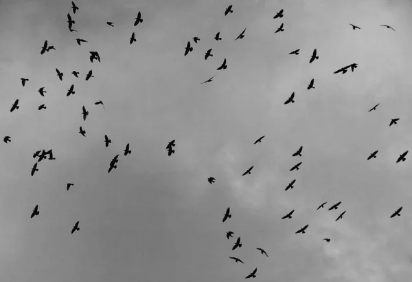 Zwerm Kraaien Vliegen Tegen Donkergrijze Wolken — Stockfoto