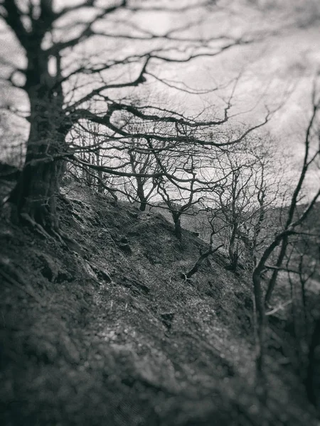 Spooky Twisted Winter Trees Twilight Steep Woodland Hill — Stock Photo, Image