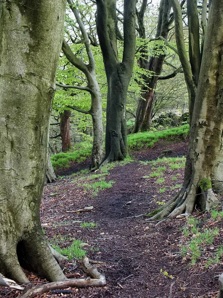 Sentier Réveil Forestier Travers Les Arbres Verdoyants — Photo