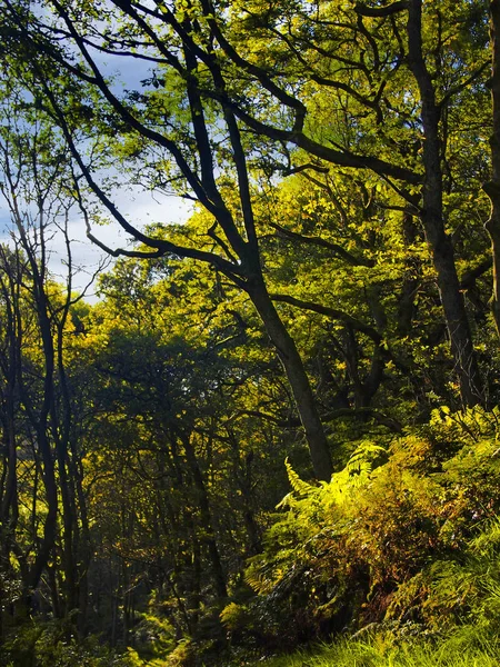 Smíšené Staré Stromy Kroucenými Větvemi Starověkých Anglických Lesích — Stock fotografie