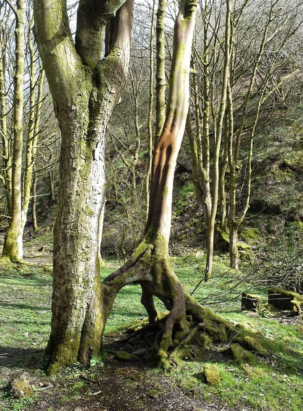 Árboles Viejos Mezclados Con Ramas Retorcidas Bosques Ingleses Antiguos —  Fotos de Stock