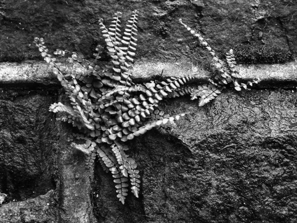 Monochromer Kleiner Farn Wächst Zement Der Feuchten Steinmauer — Stockfoto