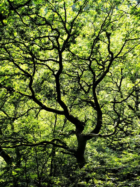 Verdrehter Baum Mit Schwarzen Ästen Vor Dichtem Grünen Lebendigen Sommerwald — Stockfoto