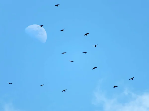 flock of black crows flying across moon in blue sky