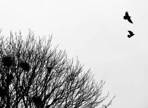 Erken Ilkbaharda Orman Ağacının Tepesinde Yuvaları Üzerinde Uçan Iki Kale — Stok fotoğraf