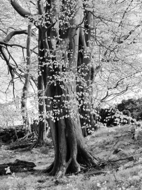 İlkbaharda uzun ve yaşlı bir kayın ağacının tekrenkli görüntüsü karanlık gövde ve eğimli bir orman yamacında eski taş duvarla büyüyen dallarla parlak yapraklar arasında çelişiyor.
