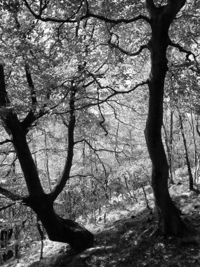 Tepenin yamacında parlak güneş ışığına karşı siluetteki iki yaşlı orman ağacının monokrom görüntüsü
