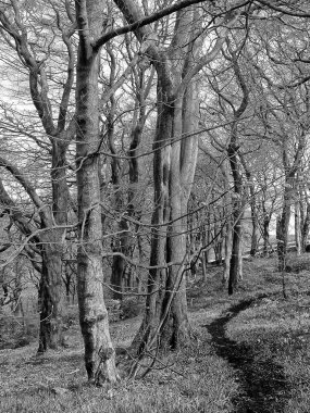 Bir kış ormanındaki uzun kayın ağaçlarının arasından geçen karanlık, kıvrımlı dar bir yolun tek renkli görüntüsü.