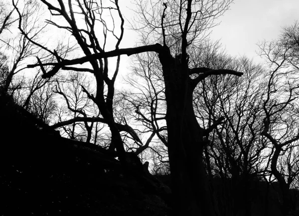 atmospheric dark winter forest trees in silhouette with broken trunks and twisted branches against a twilight sky