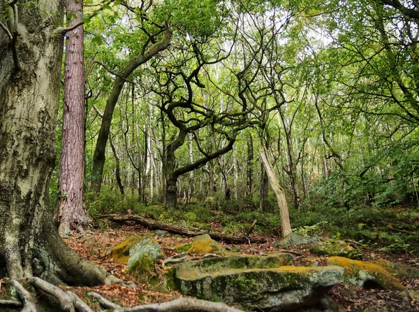 Naturskön Utsikt Över Gröna Vårskogar — Stockfoto