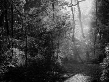 Ağaçlı güzel sonbahar ormanı