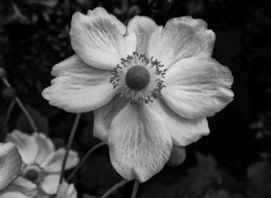 Bahçedeki güzel çiçek