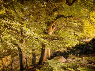 Güzel bir ağaç görüntüsü.