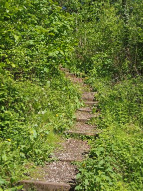 Kıvrımlı dar bir yolda adımlar. Yoğun ormanlık alanlara giden parlak yeşil, güneşli bir bitki örtüsüyle çevrili.