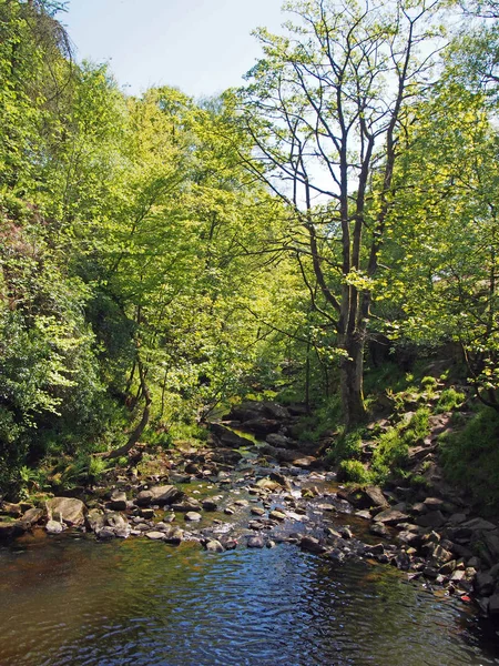 Río Valle Bosque Oeste Yorkshire — Foto de Stock