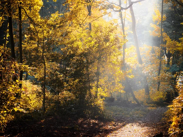 Nebel Morgensonne Scheint Durch Rodung Herbstwald — Stockfoto