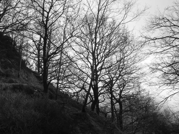 Árvores Floresta Inverno Escuras Atmosféricas Silhueta Com Troncos Quebrados Ramos — Fotografia de Stock