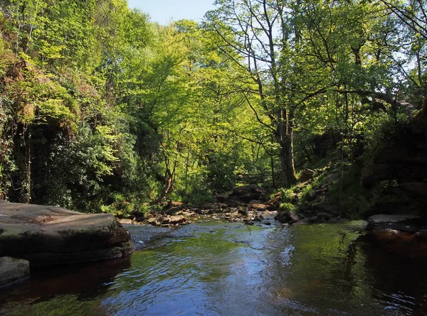 Rivière Vallée Dans Les Bois Ouest Yorkshire — Photo