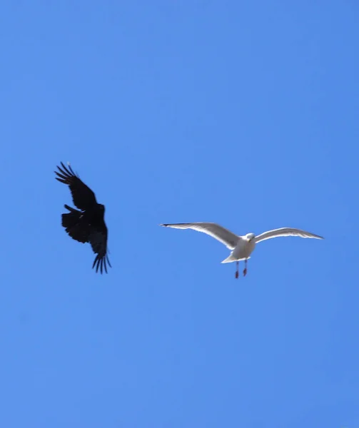 Hermoso Pájaro Volando Cielo — Foto de Stock