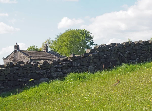 Un mur de pierre devant le toit d'une ancienne ferme avec un petit lapin dans une prairie d'herbes hautes et de fleurs en ficelle — Photo