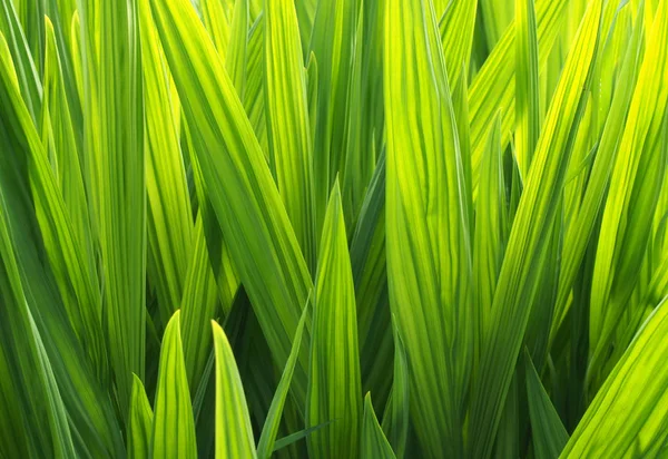 Ярко Зеленые Солнечные Листья Природный Фон — стоковое фото