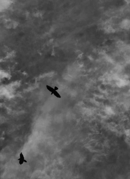 Kraai vliegen tegen witte wolken — Stockfoto