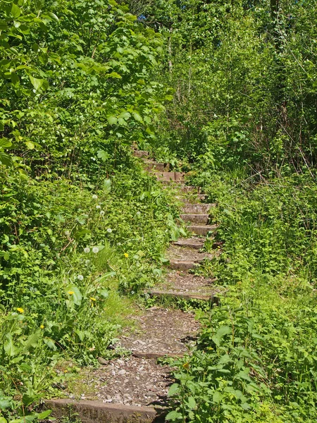 Pasos en un sendero angosto curvado rodeado de vegetación verde brillante soleada que conduce a un denso bosque —  Fotos de Stock