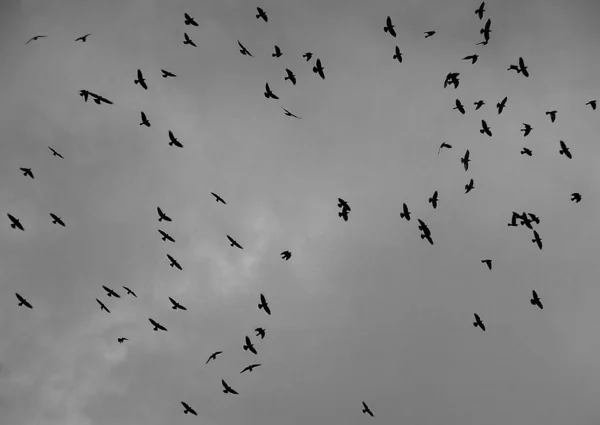 Fondo Inconsútil Abstracto Con Aves —  Fotos de Stock