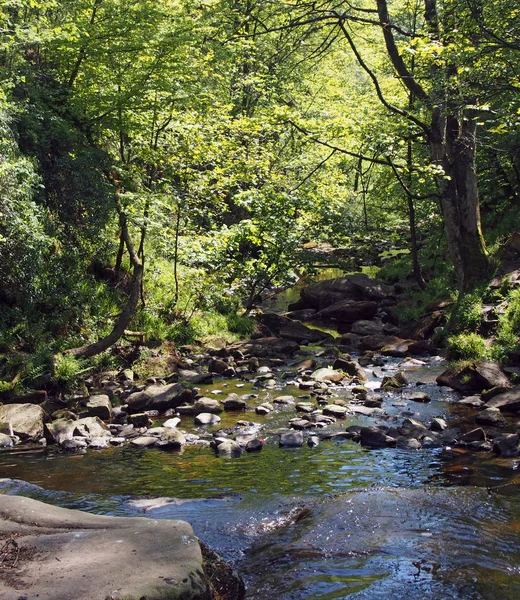 Río Valle Bosque Oeste Yorkshire — Foto de Stock