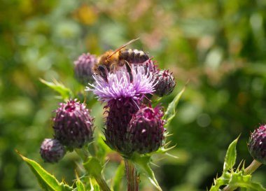 Bal arısı yaz otlağında pembe bir devedikeni çiçeğine konuyor.