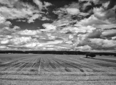 Buğday tarlası olan güzel bir manzara.