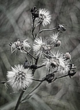 Yaban çiçeklerine yaklaş