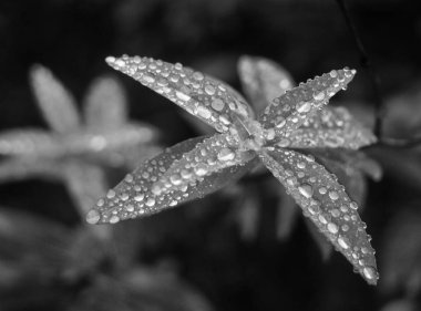 Siyah arka planda güzel bir çiçek