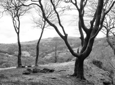 Ormanda sonbahar ağaçları