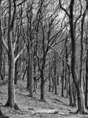 Ormanda sonbahar ağaçları